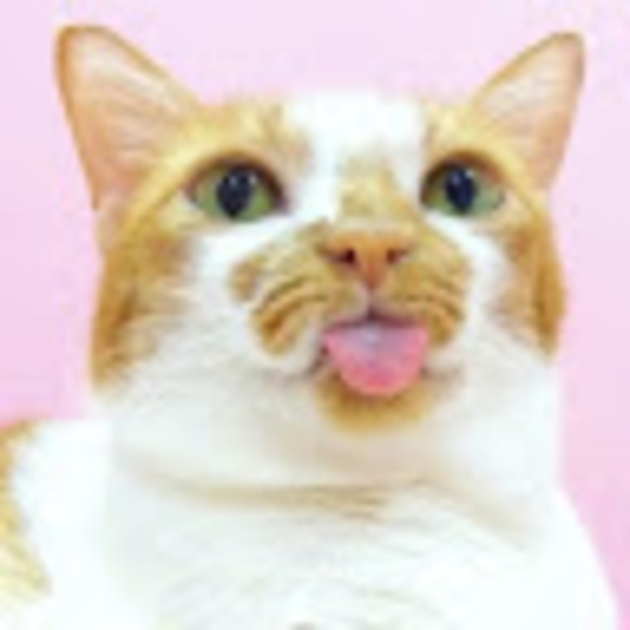 meowmeow922